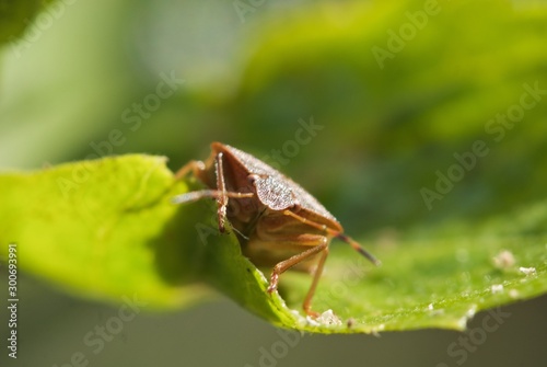Elasmucha grisea, parent bug, shield bug on green leaf front view