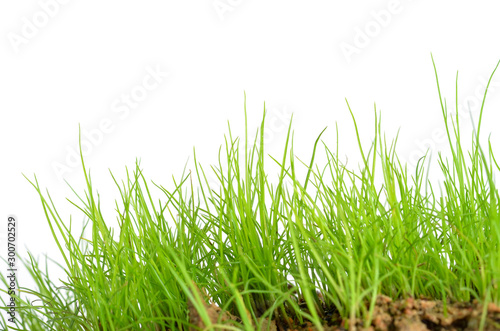 Green grass isolated on white background