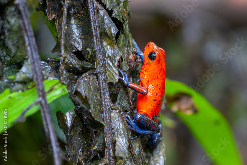 Strawberry Poison-Dart Frog (Oophaga pumilio) on a tree in tropical rainforest, Costa Rica