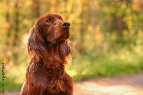 Irish red setter portrait on green grass background, outdoors, horizontal