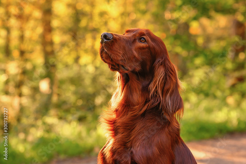 Irish red setter portrait on green grass background, outdoors, horizontal