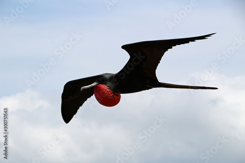 Flying male frigate bird in the Galapagos Islands
