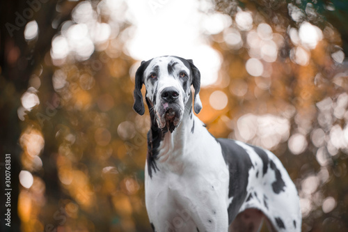 Great Dane portrait