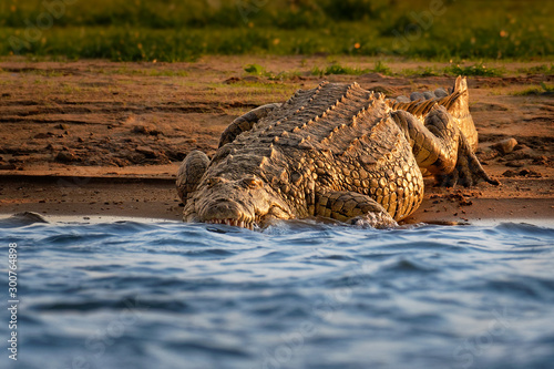 Nile Crocodile - Crocodylus niloticus large crocodilian native to freshwater habitats in Africa, laying on the riverside and opening mouth with big teeth