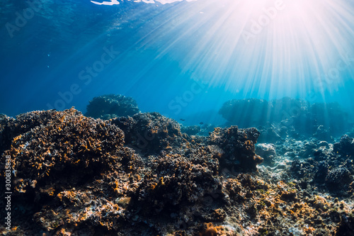 Underwater scene with corals, rocks and sun rays. View of tropical sea
