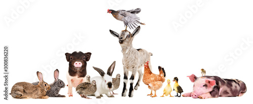 Group of cute funny farm animals together isolated on white background