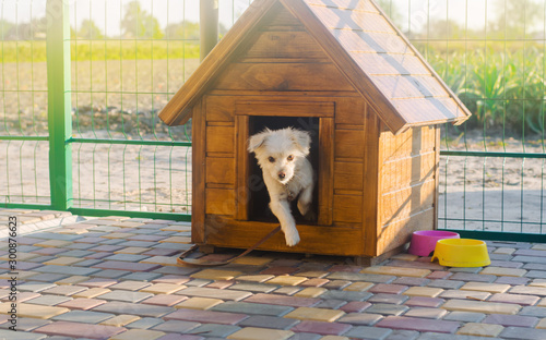 Beautiful white pooch dog in the booth on a sunny day. House for an animal. Selective focus