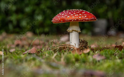 Fly Agaric (Amanita muscaria)