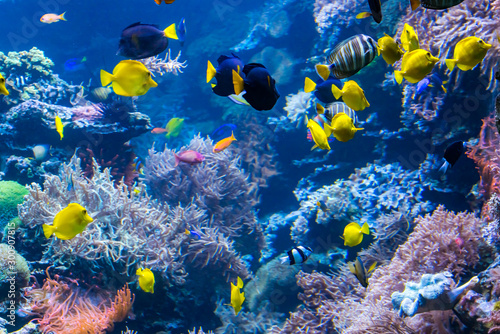 piękny podwodny świat z tropikalnymi rybami