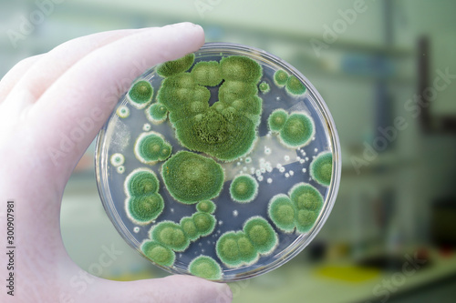 Researcher holding Petri dish with colonies of Penicillium fungi. Penicillium is a mold fungus that causes food spoilage, used in cheese production and produces antibiotic penicillin