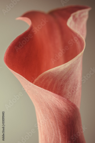 Beautiful calla flower bud. Red wavy bud. Natural design. Abstract natural background. Closeup of a flower.