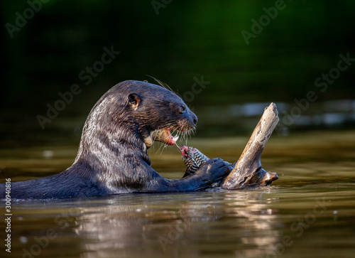 Giant otter eats fish in water. Close-up. Brazil. Pantanal National Park.