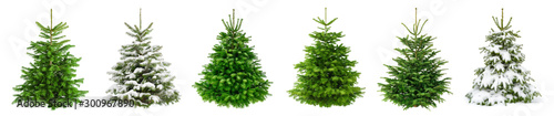 Set of 6 studio shots of fresh gorgeous fir trees in lush green for Christmas, without ornaments, isolated on pure white 