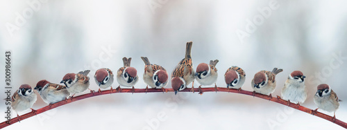 natural panoramic background with a flock of small funny birds sparrows sitting on a branch in the garden