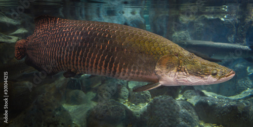 Arapaima fish - Pirarucu Arapaima gigas one largest freshwater fish and river lakes in Brazil - snake head fish