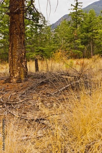 Forest duff under pine trees