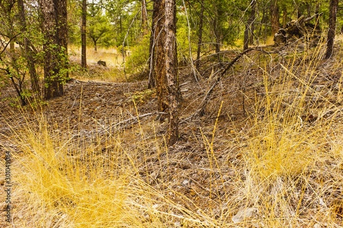 Forest duff under pine trees