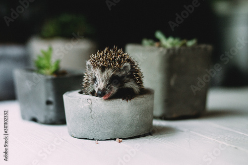 hedgehog in forest