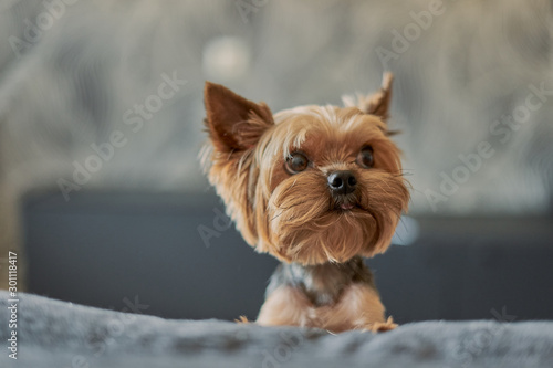 Yorkshire Terrier dog on the couch