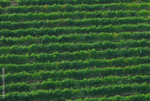 Aerial view of a vineyard ready for harvest