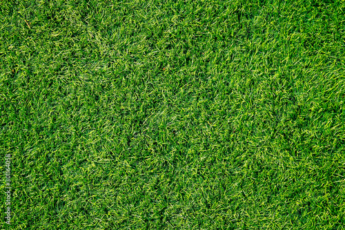 Green grass texture can be use as background