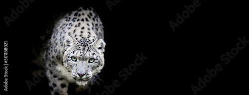 Snow leopard with a black background