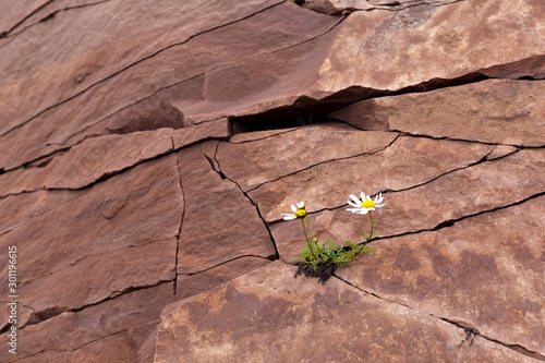 Arctic dwarf daisies grew in a crack in the rock. The concept of the will to live