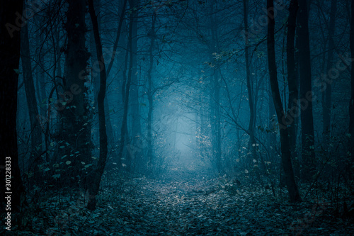 Mysterious, blue-toned forest pathway. Footpath in the dark, foggy, autumnal, cold forest among high trees.