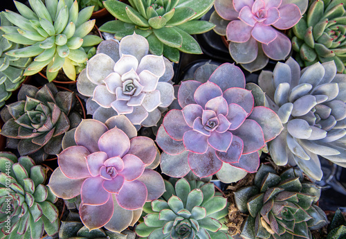 Collection of small decorative succulents in pots, top view.