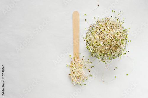 Sprouted alfalfa seeds in the glass jar on white baqckground.