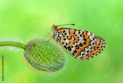 Piękny motyli obsiadanie na kwiacie w lato ogródzie