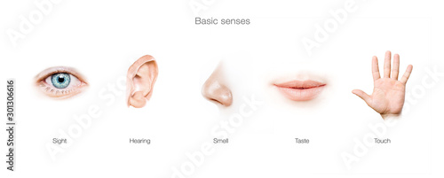 five senses concept