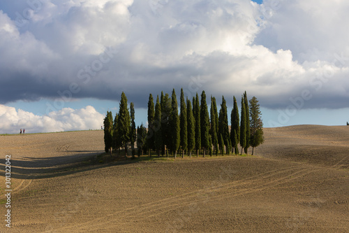 Cypress Trees in San Quirico D´orcia Tuscany italy