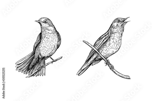 Nightingale. Set of elements for design. Graphic drawing, engraving style. Vector illustration in black and white.