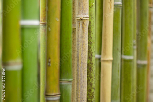 Arrière-plan bambous verts