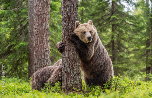 Niedźwiedź stojący na tylnych łapach. Niedźwiedź i młode w letnim lesie. Naturalne środowisko. Niedźwiedź brunatny, nazwa naukowa: Ursus arctos. Sezon letni.