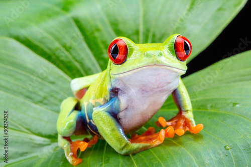 Red Eyed Tree Frog, Agalychnis Callidryas, on a Leaf with Black Background