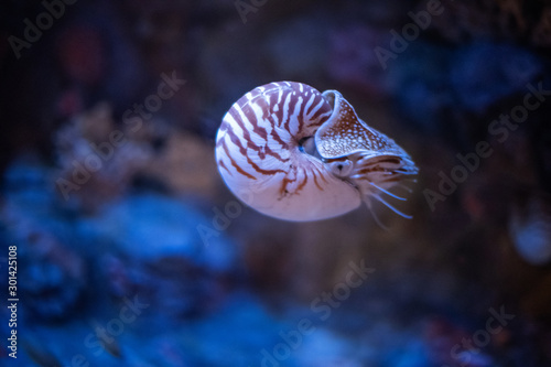Nautilus swimming in an aquarium