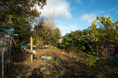 Untidy messy garden background