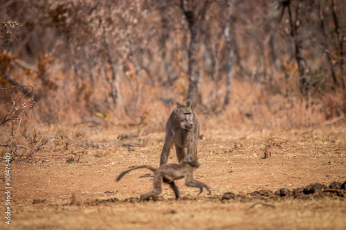 Chacma baboon walking in the grass.
