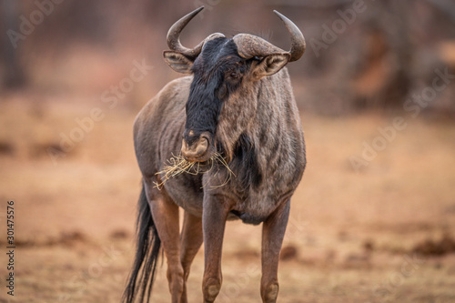 Blue wildebeest standing in the grass and eating.