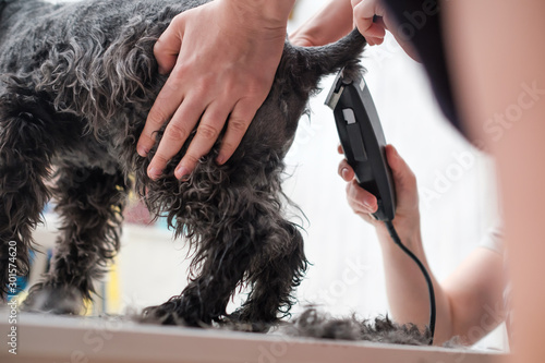 Shaving dogs face at home. Groomer cutting fur of small black schnauzer