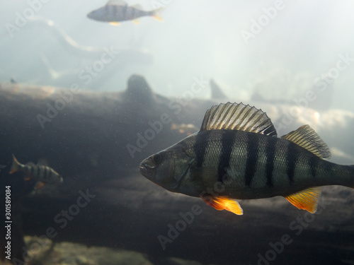 Underwater side view of big European perch