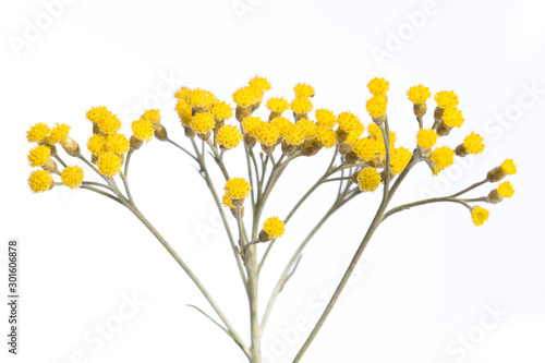 medicinal plant from my garden: Helichrysum italicum ( curry plant ) detail of yellow flowers isolated on white background side view