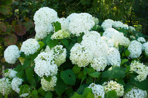 Srub of hydrangea paniculata silver dollar white flowers