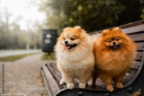 Red dog pomeranian spitz autumn 