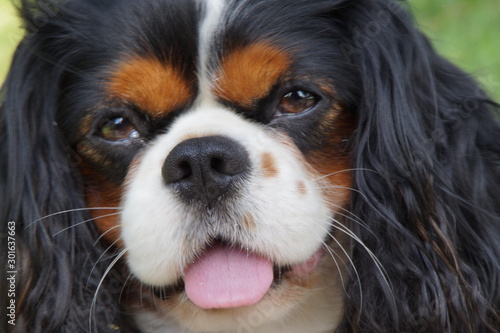 cavalier king charles spaniel