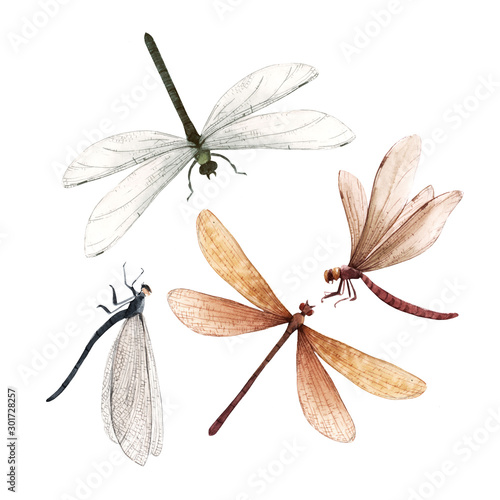 Watercolor summer dragonfly insect colourful illustrations set