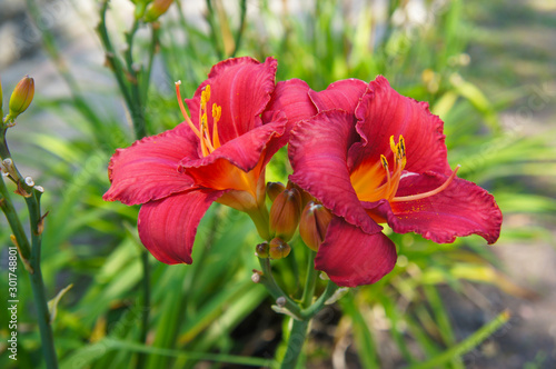 hemerocallis daylily ruby stella red flowers in garden