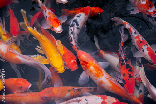 fish CARP fancy / koi in pond, japanese National animal